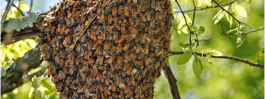 Leadership collaborativa: le 5 lezioni che arrivano dalle api Leadership-collaborativa-swarm-leadership