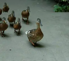 L’influenza del leader è la misura della sua leadership L’influenza del leader è la misura della sua leadership