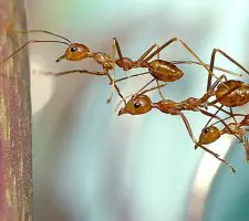 Quanto la tua squadra è focalizzata sul quadro generale? Quanto la tua squadra è focalizzata sul quadro generale?
