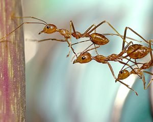 Quanto la tua squadra è focalizzata sul quadro generale? Quanto la tua squadra è focalizzata sul quadro generale?