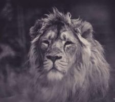 Il ruolo chiave del testosterone e del cortisolo nella leadership istintiva