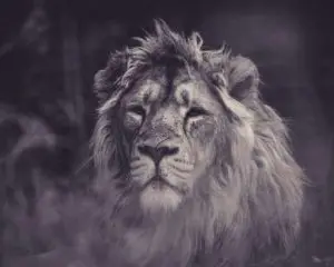 Il ruolo chiave del testosterone e del cortisolo nella leadership istintiva