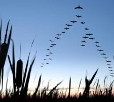 Le 9 migliori qualità di un collaboratore efficace Le 9 migliori qualità di un collaboratore efficace