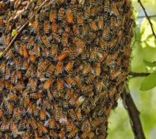 Leadership collaborativa: le 5 lezioni che arrivano dalle api Leadership collaborativa: le 5 lezioni che arrivano dalle api